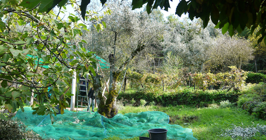 olive-harvest.jpg